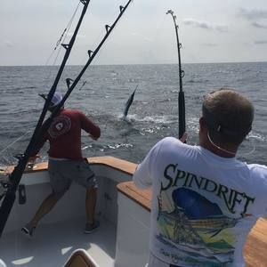 Meet your Posher, Mickey